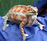 ����� ����� ����